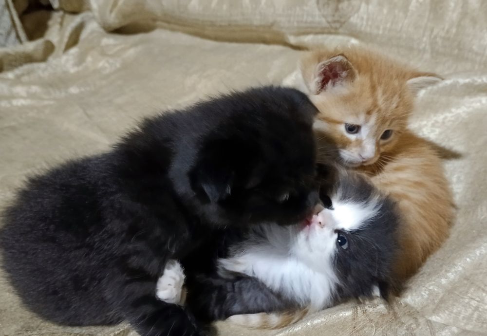 Котята вислоухие отдам в хорошие руки, Mushuk bolalari