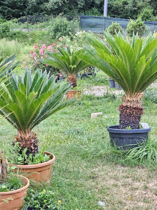 Cycas palmieri, plante exotice