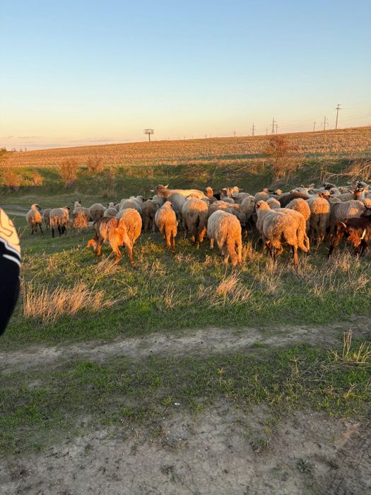 Oi sii capre de vanzare