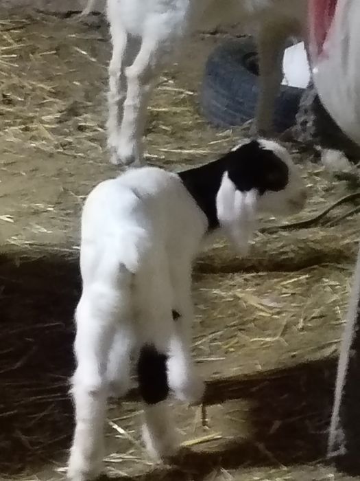 Лақ 18мың теңгеге