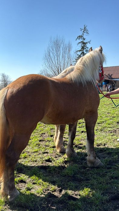 Manze comtois iepe caii de vanzare