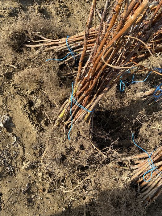 Drajoni zmeura polka