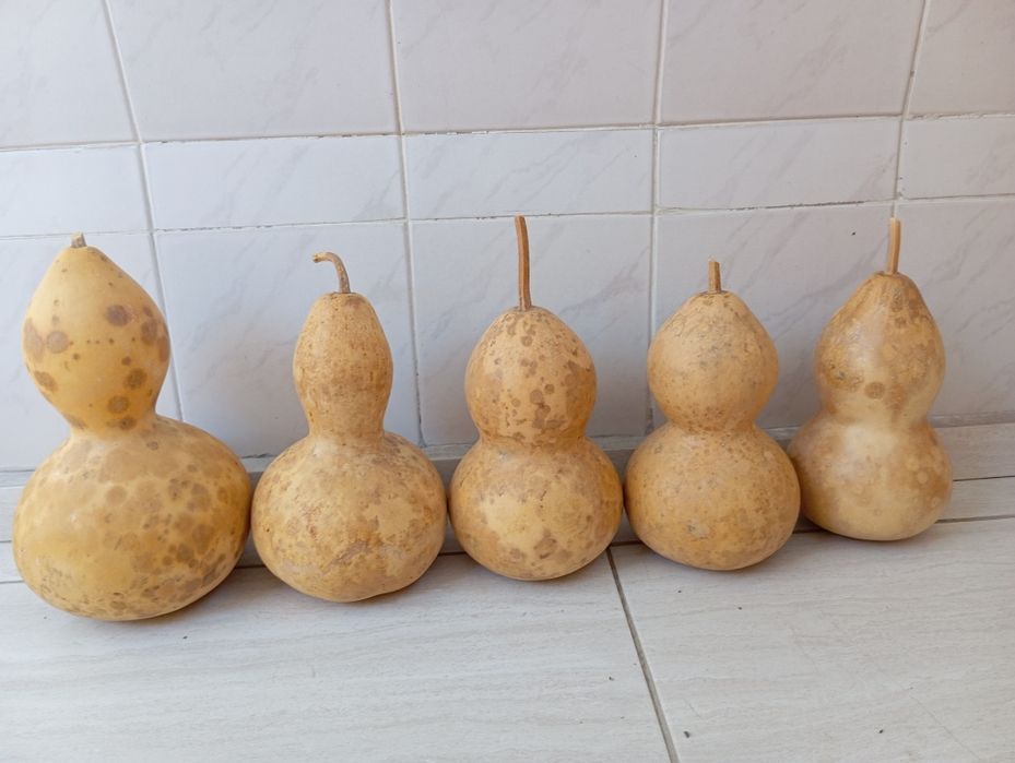 Декоративни тиквички и кратуни