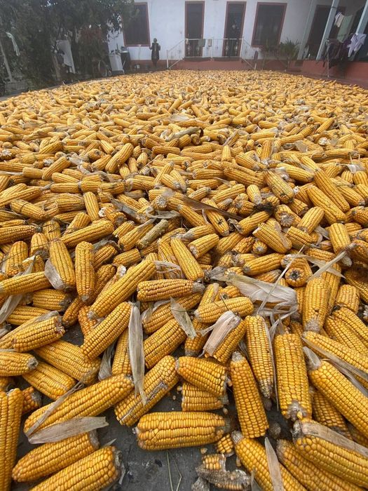 Makkajohori sotiladi holati yahshi qurtlamagan