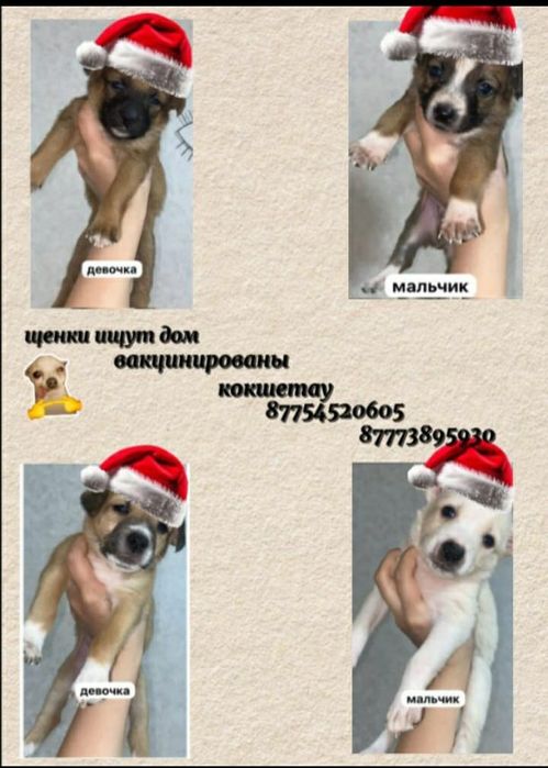 Малышарики ищут дом