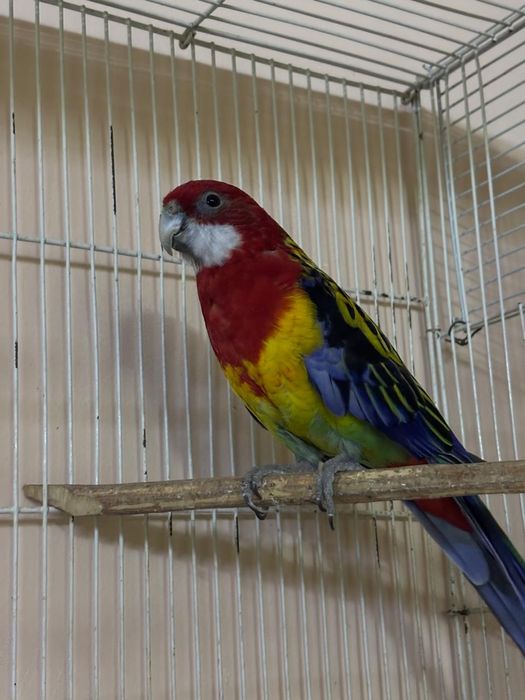 Розелла пёстрая самец