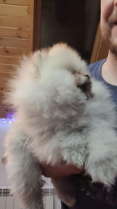 Pomeranian băiețel pufos