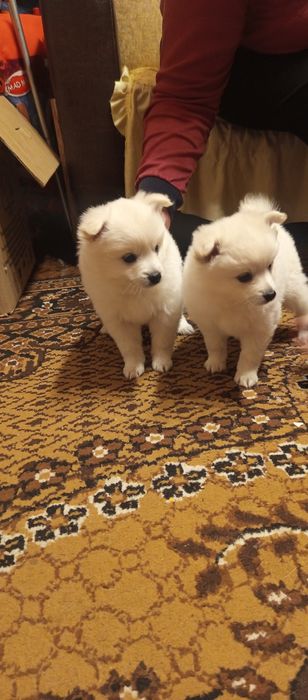 Мини шпиц померан много игриви