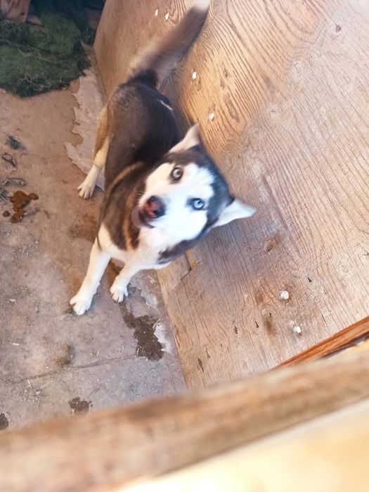 Продам собак и щенят хаски