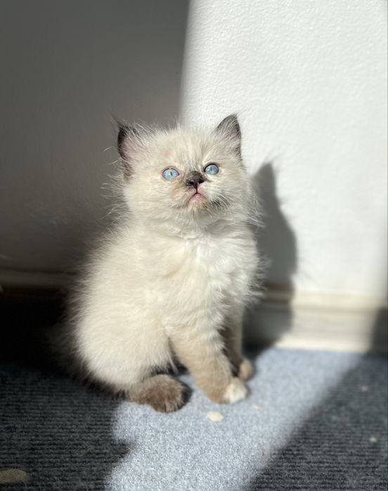Puiuț Ragdoll.