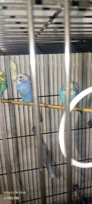 Волнистый попугай!