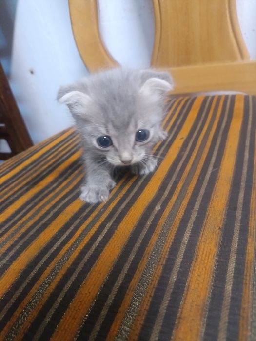 Отдам котят в хорошие руки!!!
