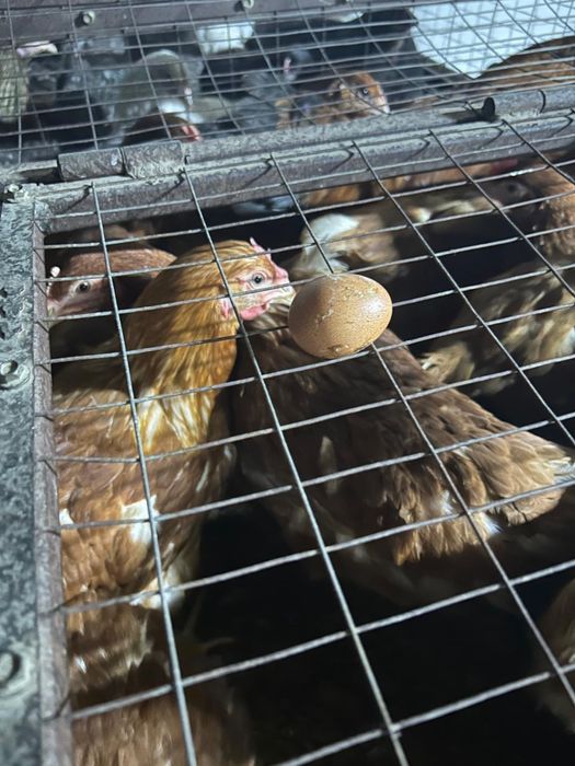 Ломан Браун 6 месяцев