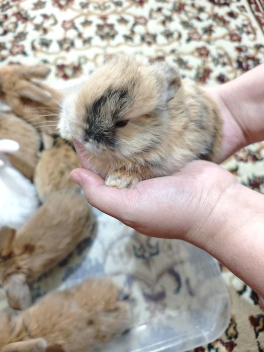 Куён сотилади баран