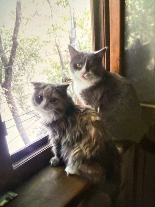 Продается котенки
