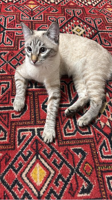 Кошки ищет жениха