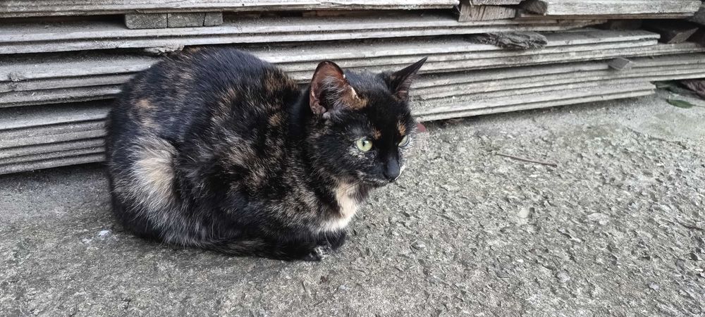 Подарявам малки котета