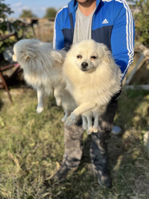 Померан мини шпиц