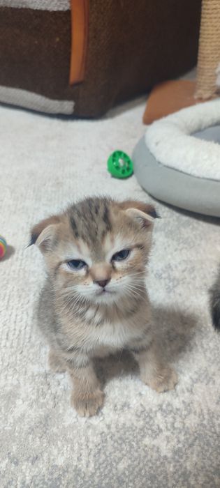 Продам котята скотиш