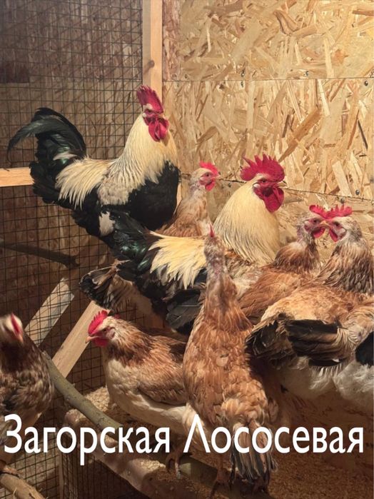 Инкубационное яйцо !