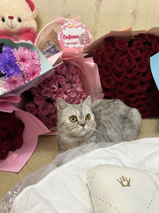 Продам шотладских котят