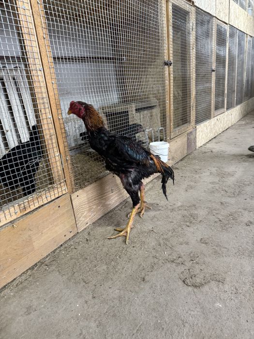 Бойцовый кораз сатылады