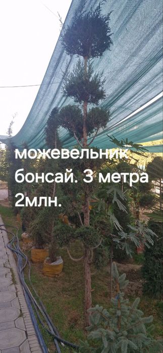 Можевельник бонсай дарахт сотилвотти