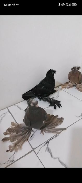 Kaptar bolalai 1 1,5 oyli