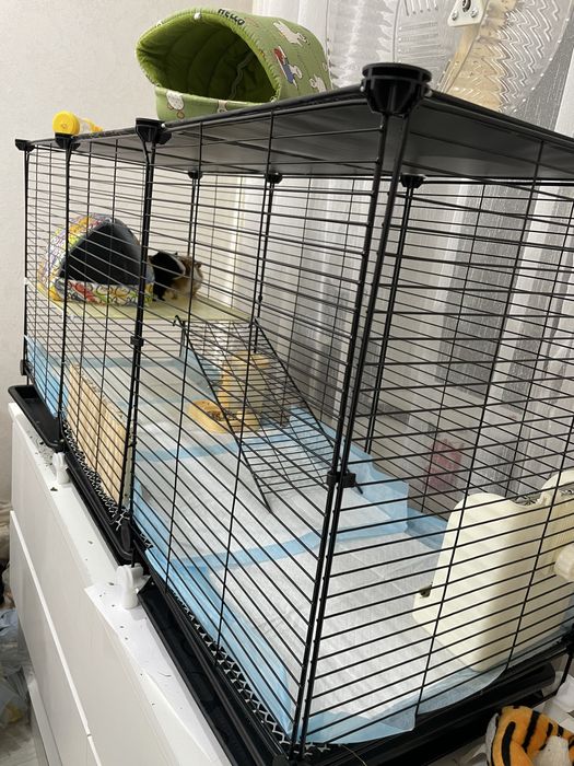 Продам 2 морские свинки(мальчики)