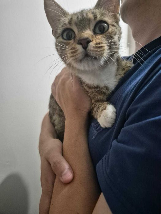 Отдам котенка в хорошие руки