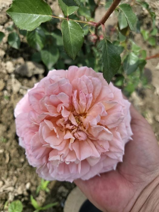 Чайногибрид атиргуллар сотилади