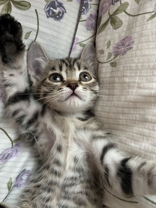 Котенок кошка отдам за символическую цену