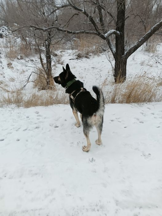 Восточно европейская овчарка
