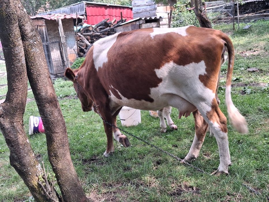 Vând vaca bună de lapte.