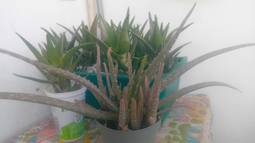 Алое вера в саксии