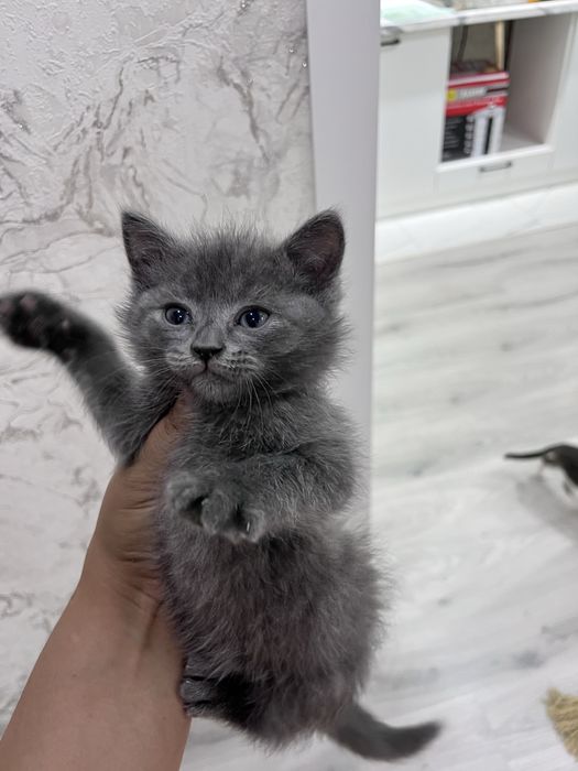 котенок британская