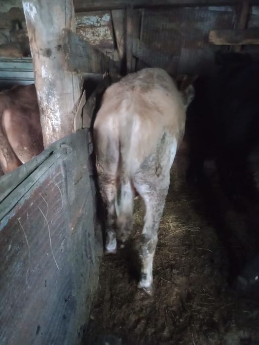 Продам бычков на откорме