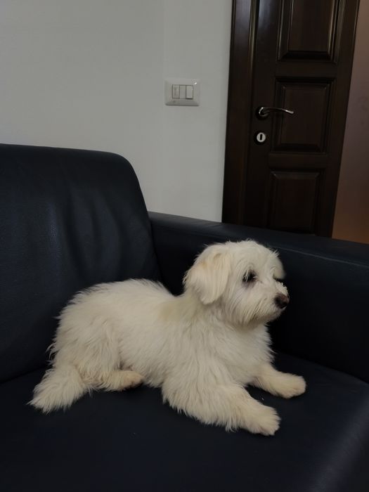 Cățelușa bichon jucausa