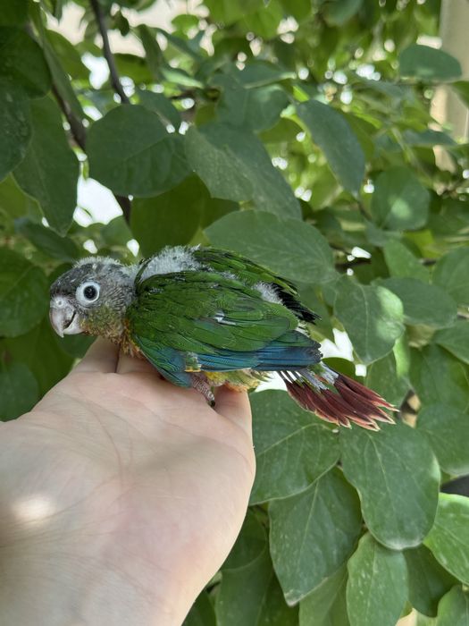 Продается выкормыш попугая пируры