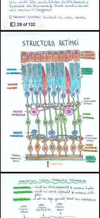 Dosar bac biologie Anatomie