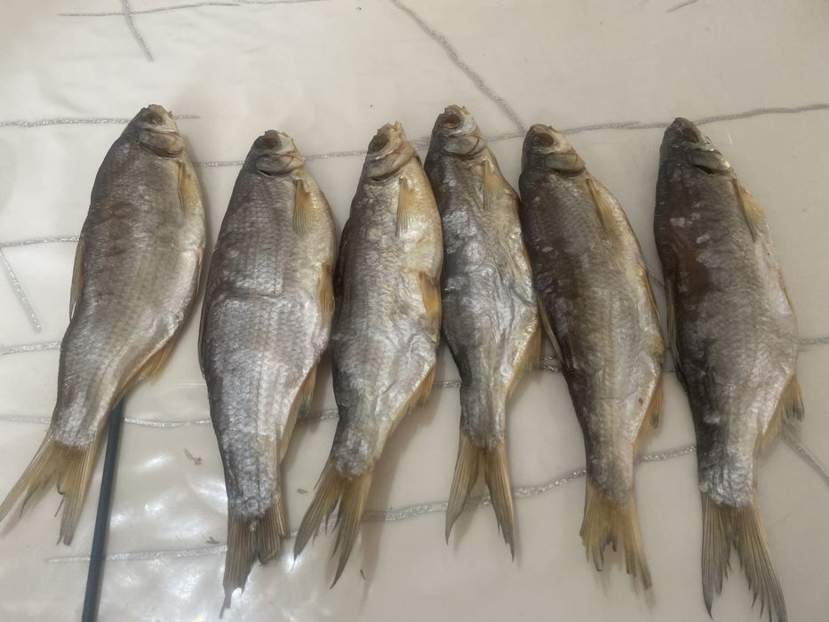 Кепкен ребец балықтары бар