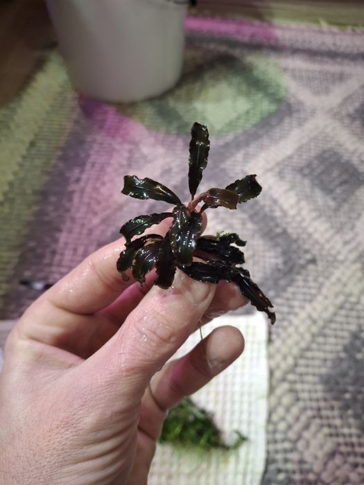 Plante și pesti acvariu