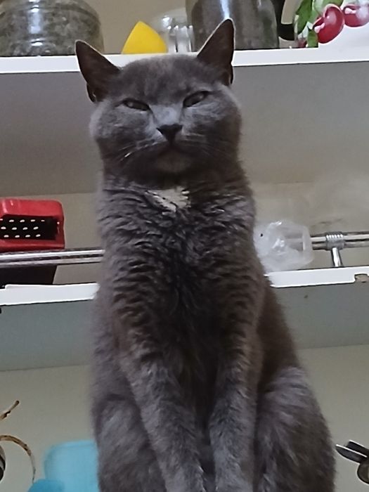 Пышык катты акыллы