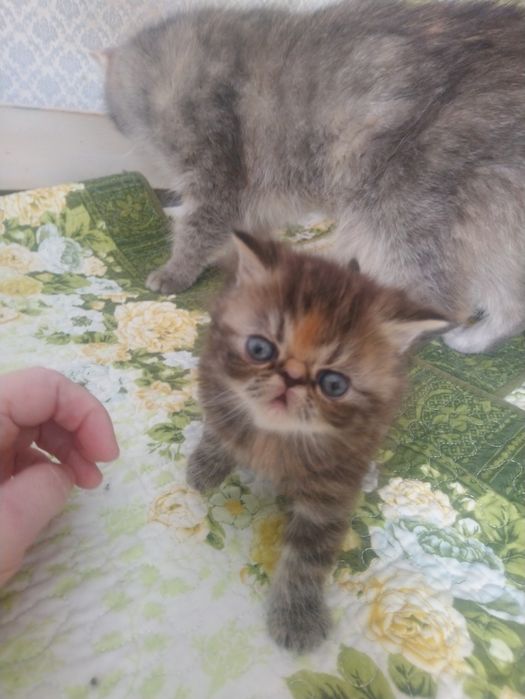 Продам котенка экзот