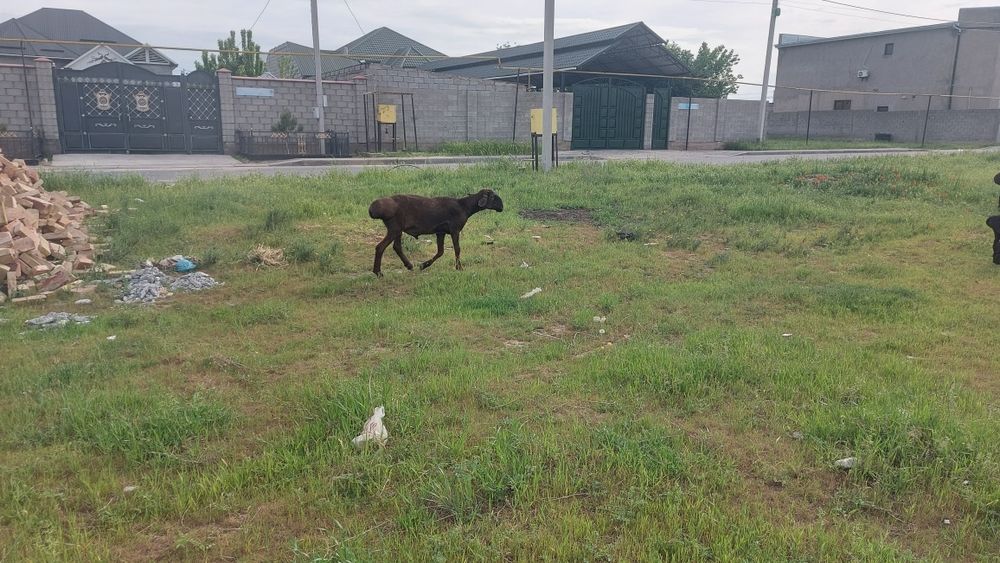 Қозылы қой,буаз қой қошқарымен сатылады