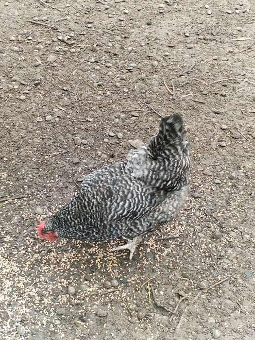 Балапандар доминант