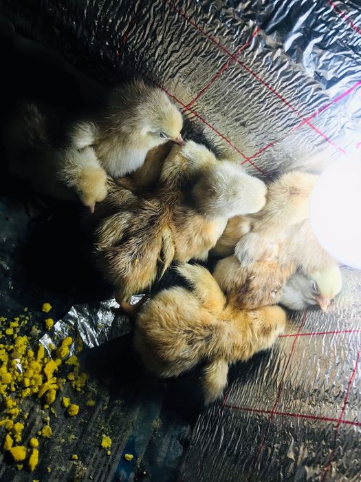 Балапан инкубатор