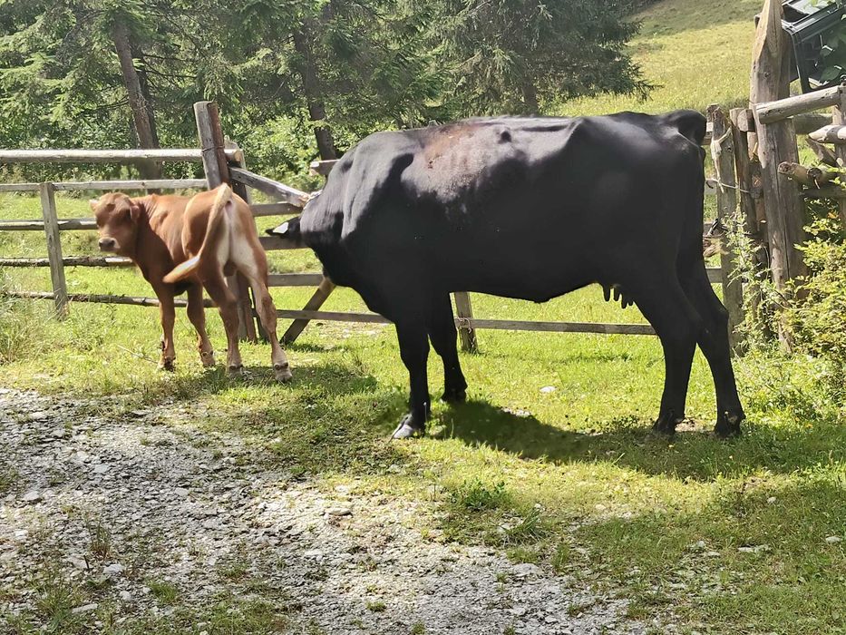 Vând vaca cu vițel