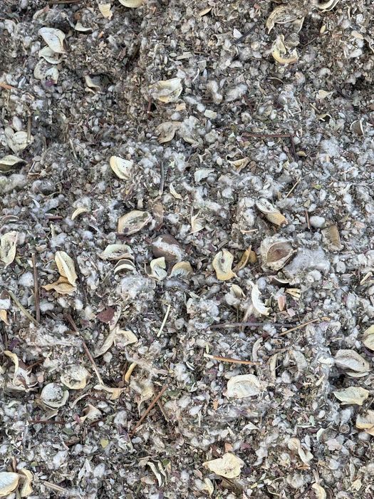 Мақта шауашағы, козапая