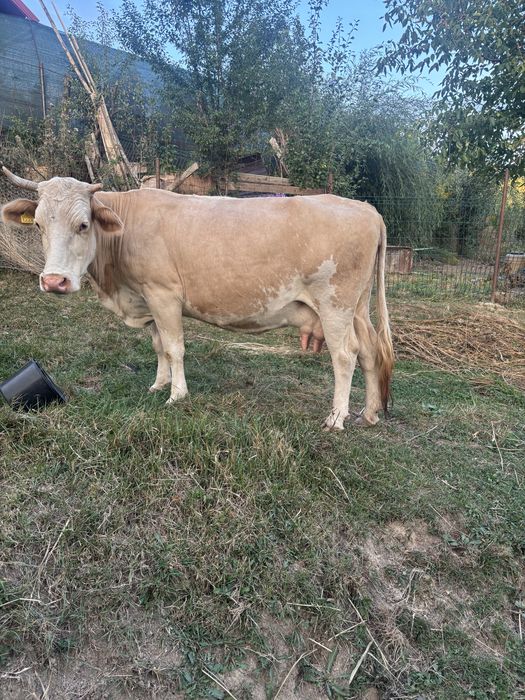 Vand vaca buna de lapte are 7ani